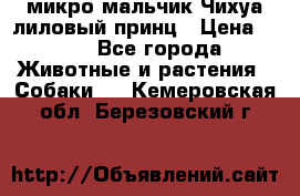 микро мальчик Чихуа лиловый принц › Цена ­ 90 - Все города Животные и растения » Собаки   . Кемеровская обл.,Березовский г.